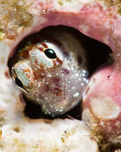 The Easter Blenny by Tony Cherbas 